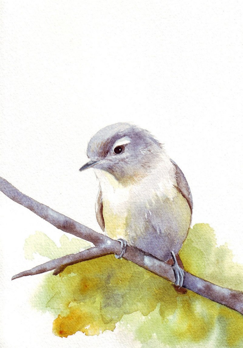 Рисунки птиц красками