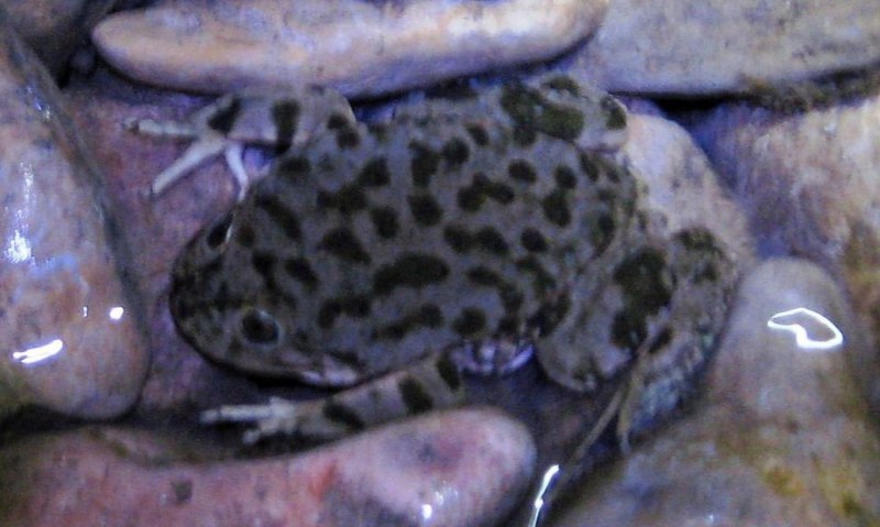Лягушка Telmatobius culeus