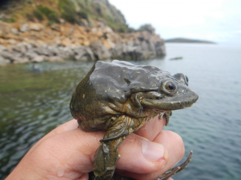 Calyptocephalellidae Шлемоголовый Свистун