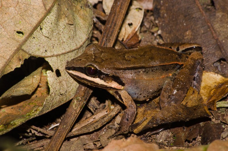 Chacophrys pierottii