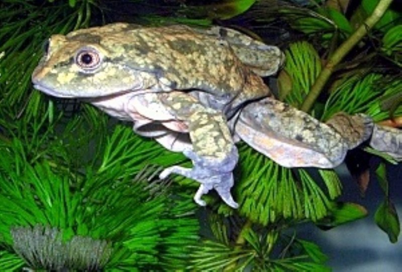 Telmatobius Yuracare