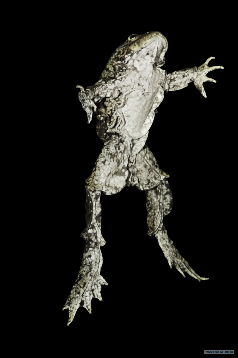 Пятипалый Свистун Leptodactylus pentadactylus
