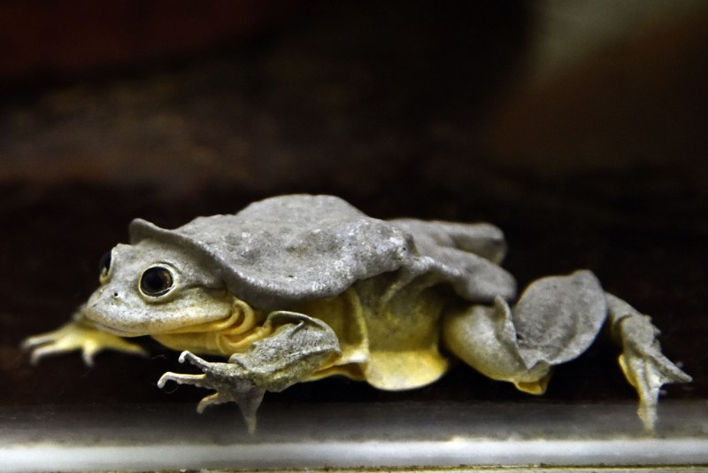 Sehuencas Water Frog