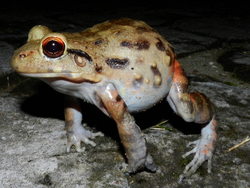 Eleutherodactylus ricordii