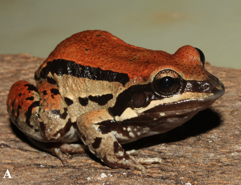 Leptodactylus fallax