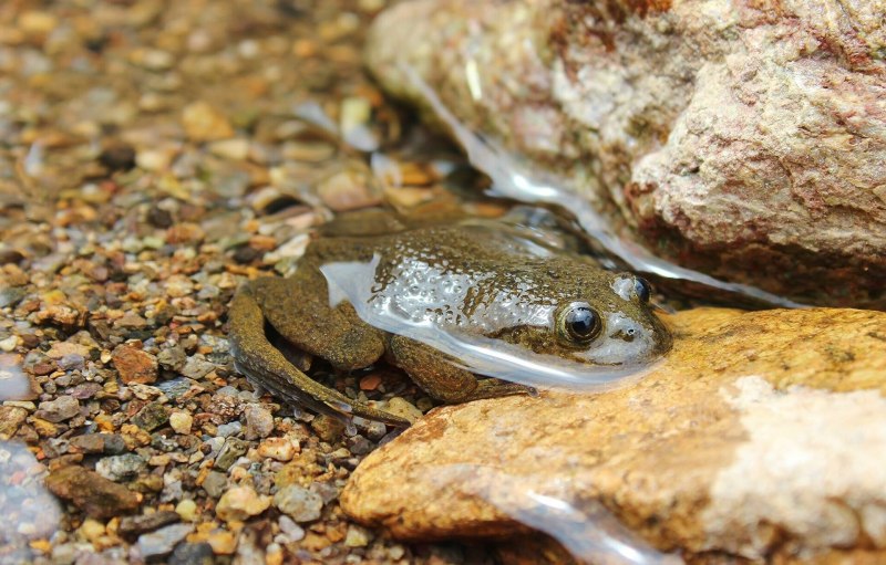 Leptodactylus fallax
