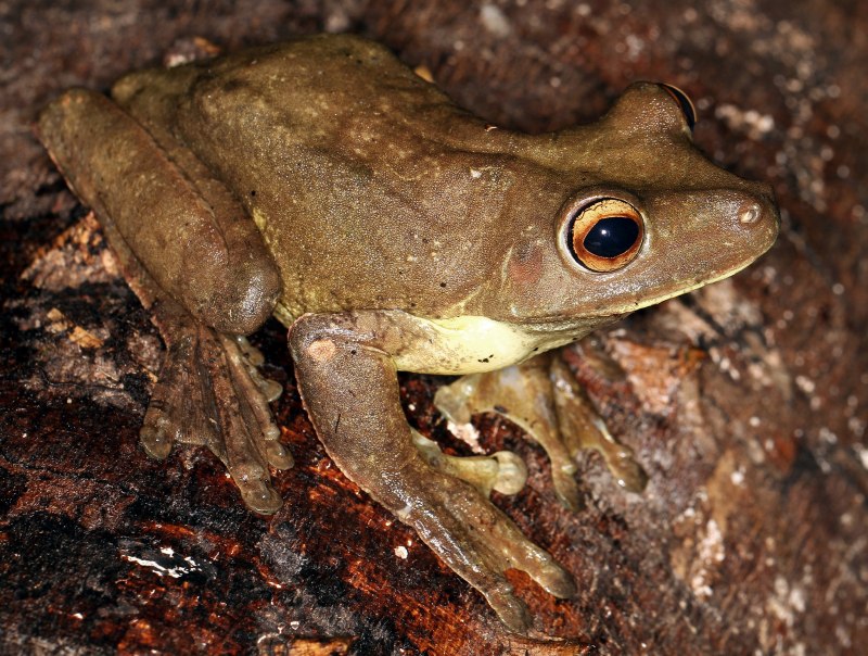 Telmatobius Yuracare