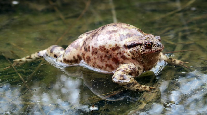 Hairy Frog