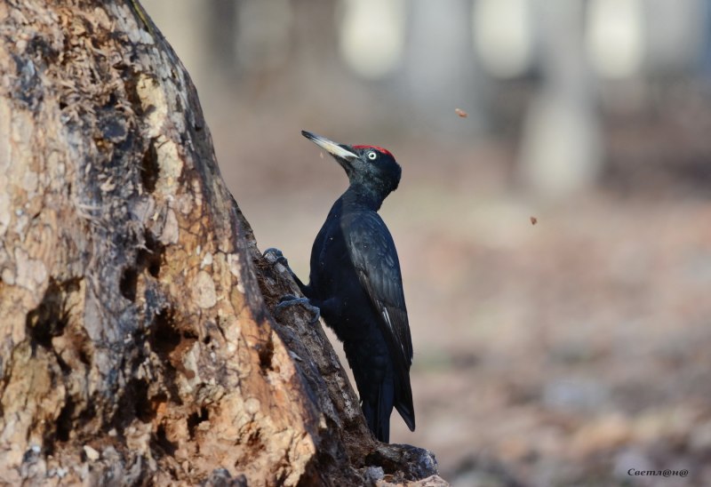 Dryocopus Martius