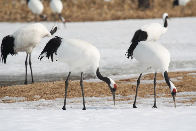 Японский (Уссурийский) журавль Grus japonensis