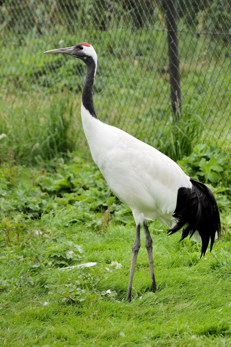 Японский (Уссурийский) журавль Grus japonensis