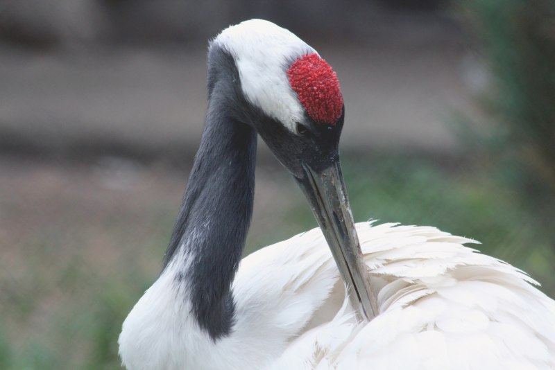 Японский (Уссурийский) журавль Grus japonensis