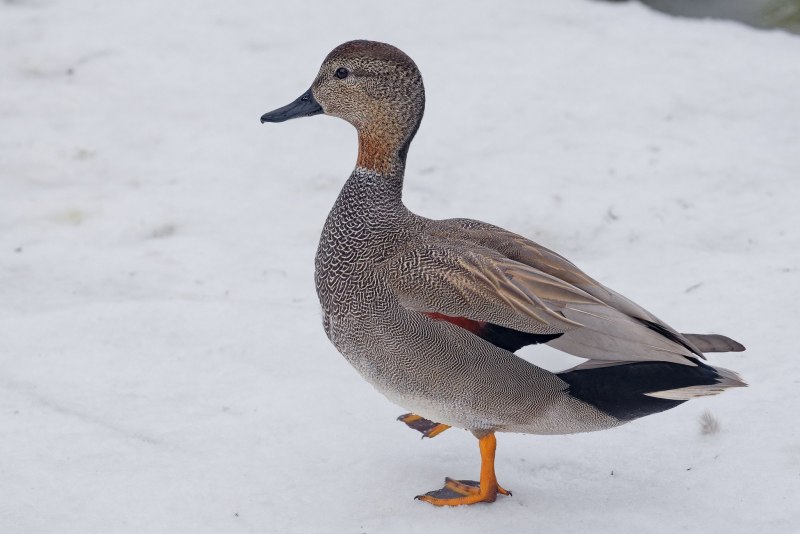 Puffin Тукан