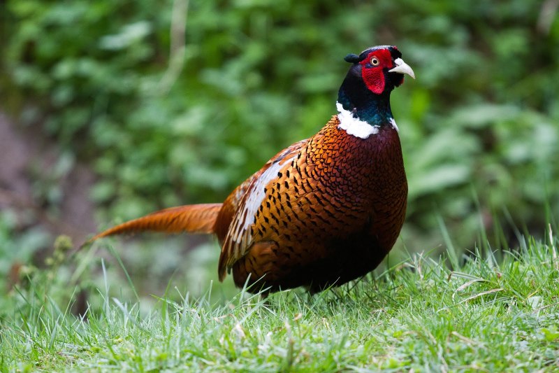Фазаны (Pheasants)