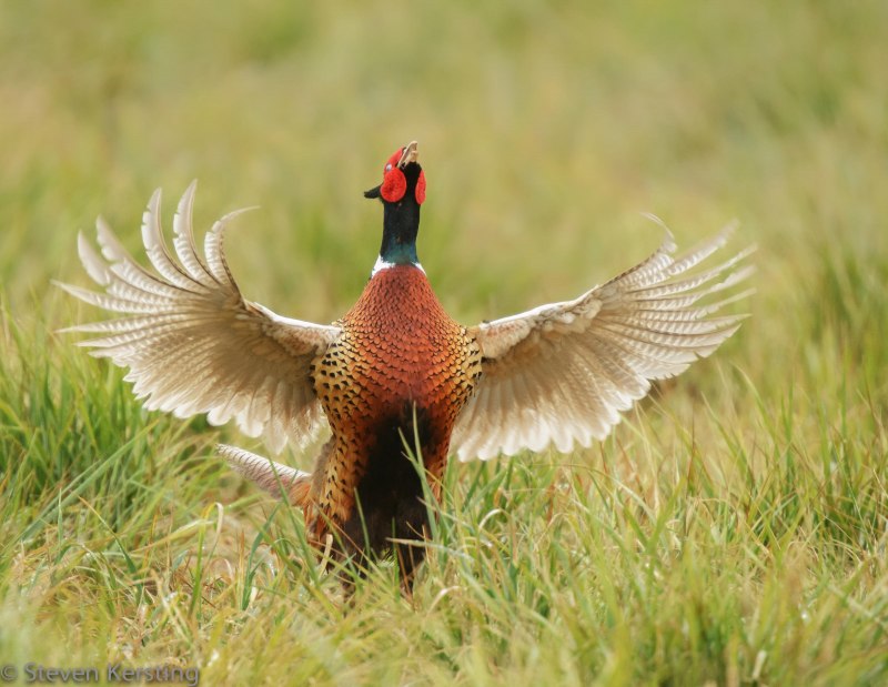 Pheasant Hunting
