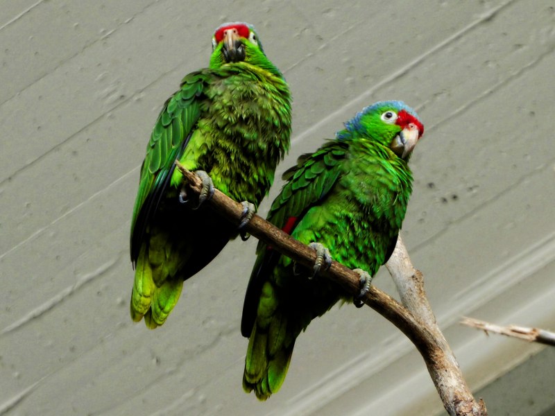 Eclectus Parrot