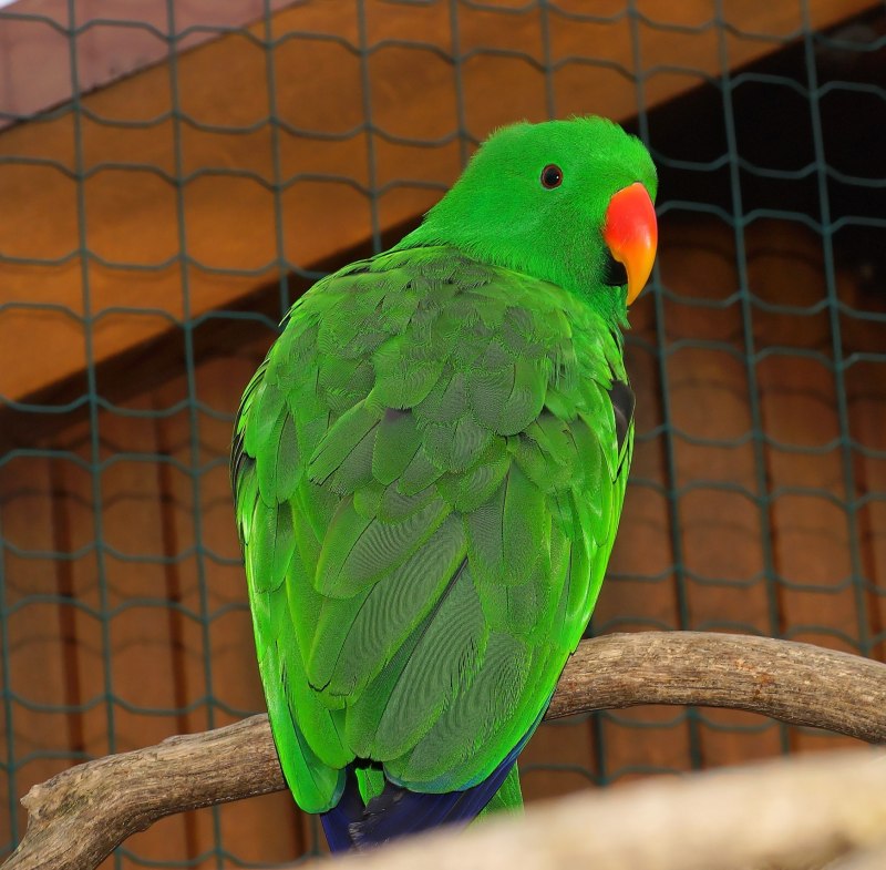 King Parrot птица