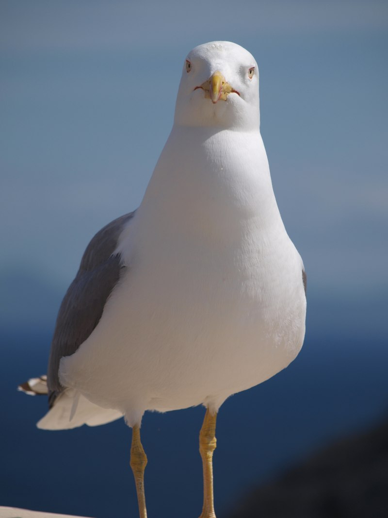 Чайка Seagull