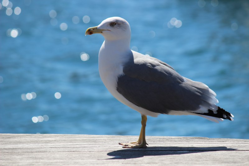 Чайка Seagull