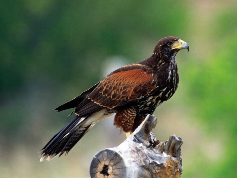Falco berigora
