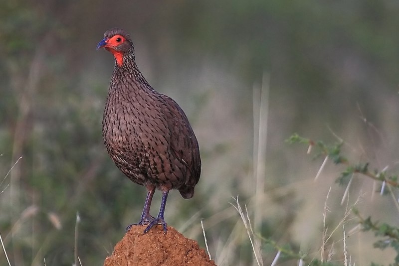 Chrysolophus pictus