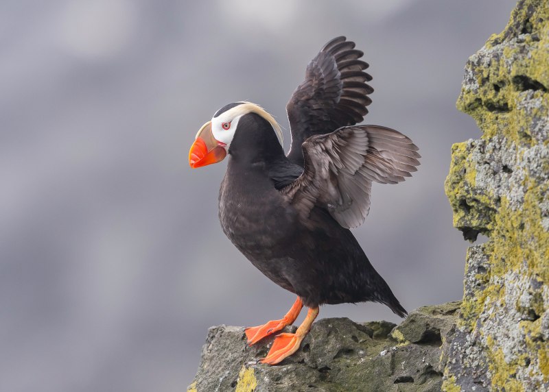 Hundreds of Bird species