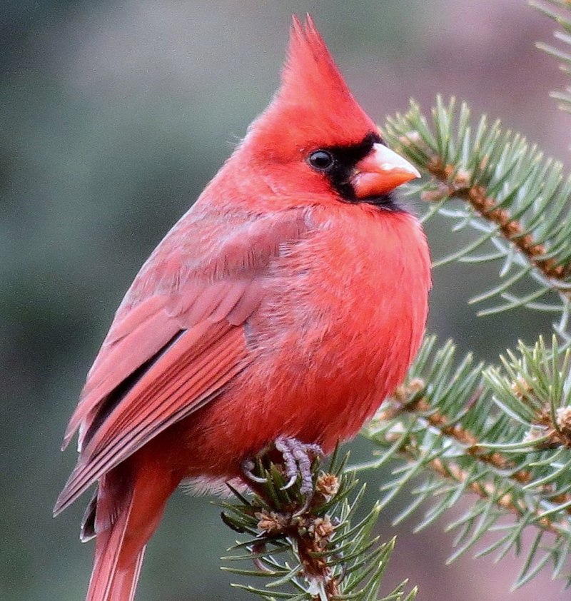 Птичка красный кардинал (59 фото)