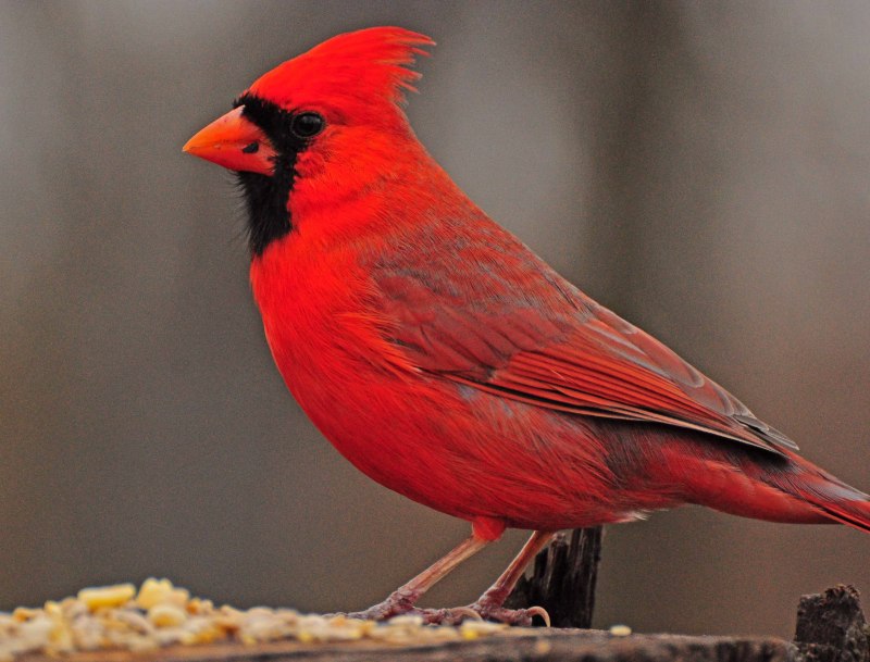 Cardinalis phoeniceus