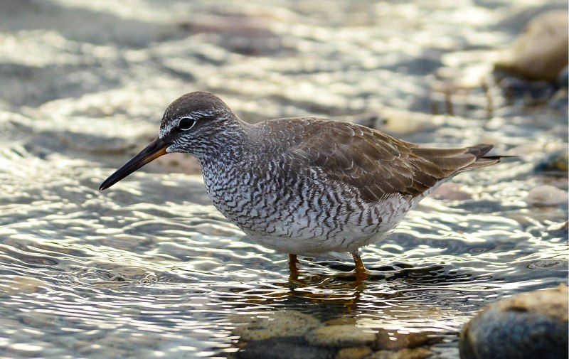 Common Greenshank фото