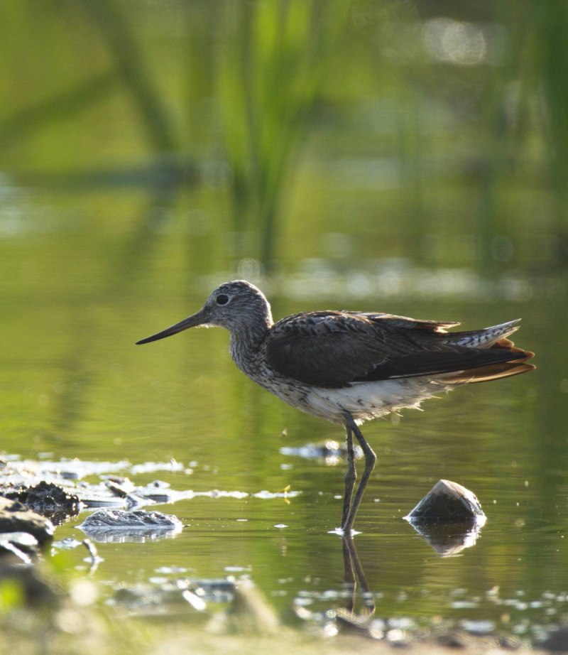 Tringa nebularia