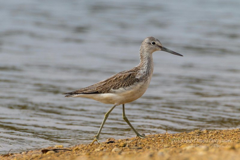 Tringa nebularia