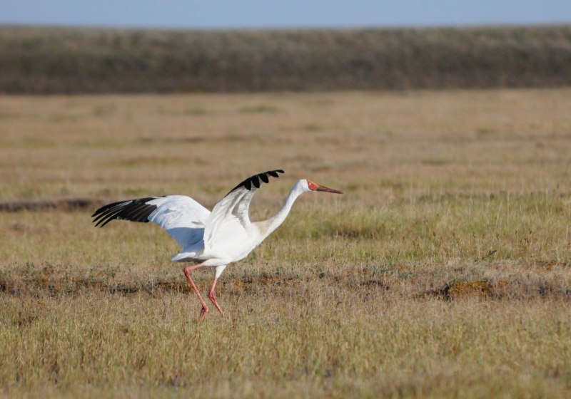 Siberian White Crane