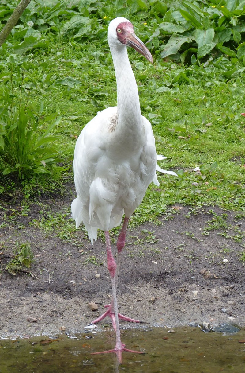 Стерх / leucogeranus leucogeranus