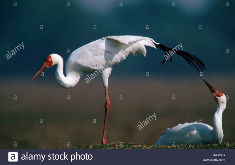 Трофический ареал белого аиста (Ciconia Ciconia)