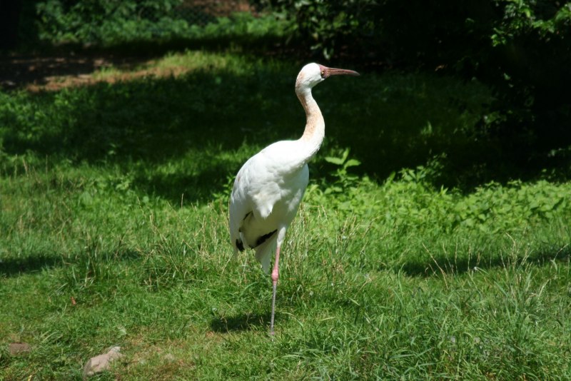 Leucogeranus leucogeranus