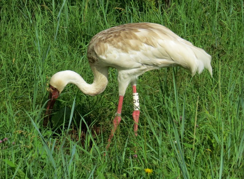 Siberian White Crane
