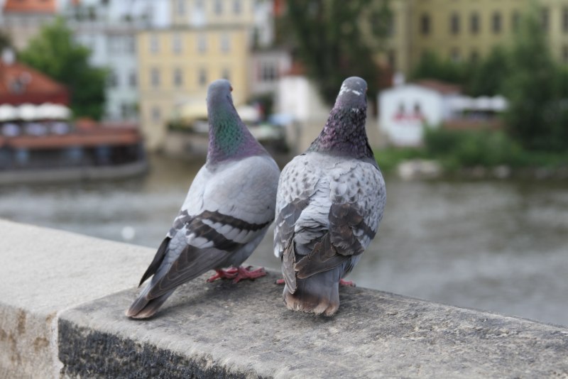 Pigeons sitting