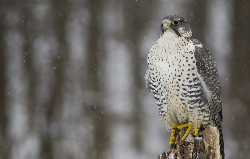 Кречет Falco rusticolus