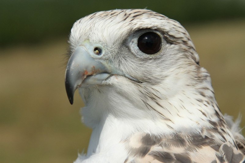 Кречет - Falco rusticolus Linnaeus