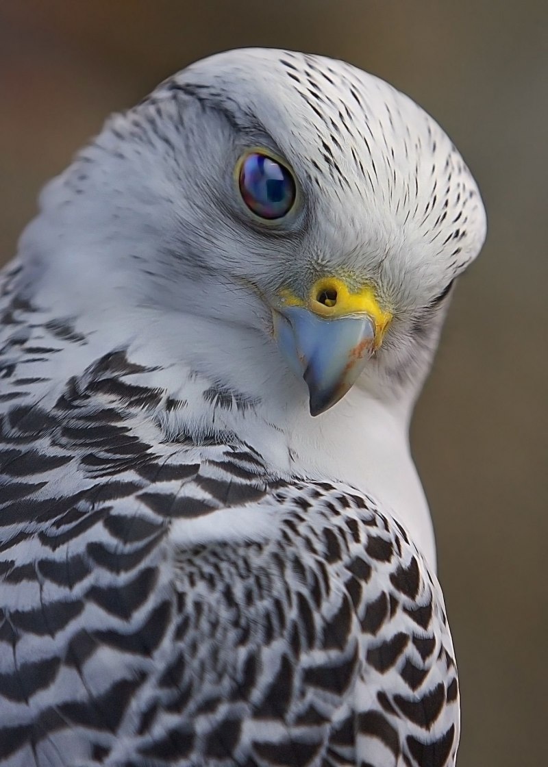 Кречет - Falco rusticolus Linnaeus