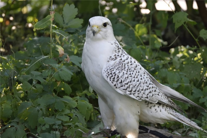 Кречет Falco rusticolus