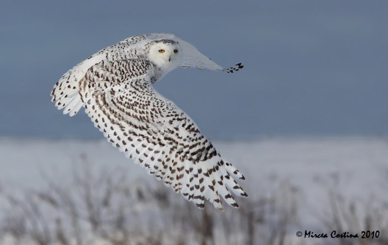 Кречет Falco rusticolus