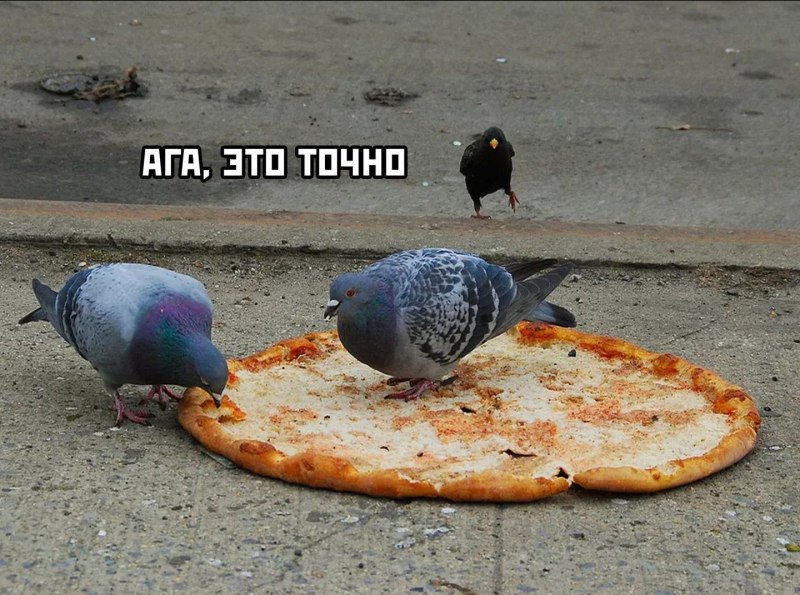 Голубь с хлебом
