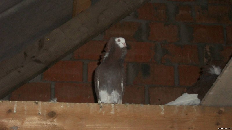 Jacobin Pigeon