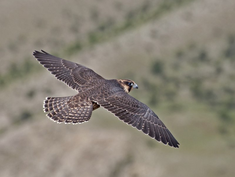 Falco cherrug danubialis