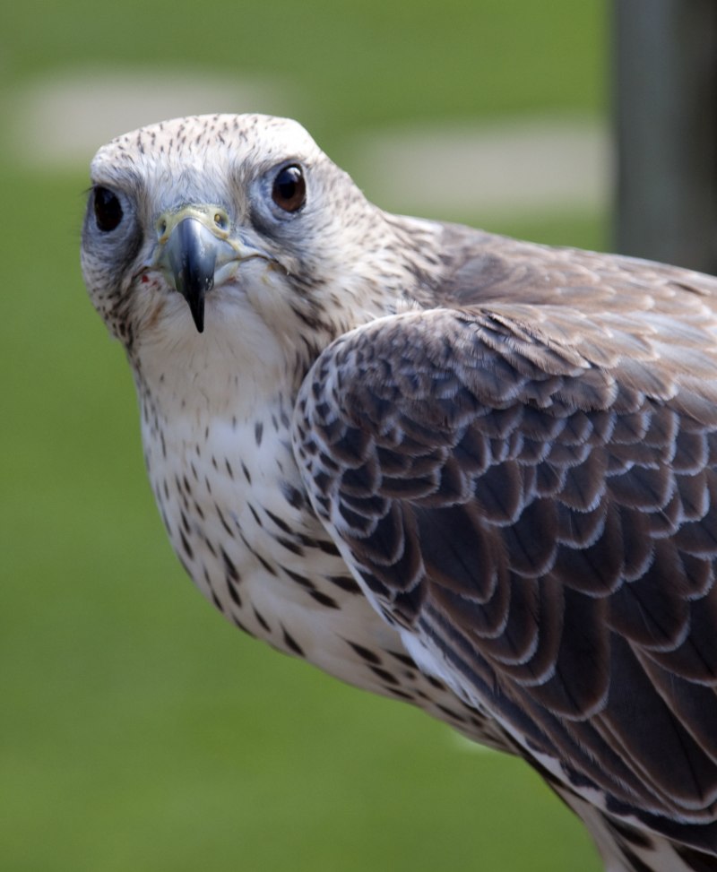 Алтайский Сокол (Falco cherrug altaicus)