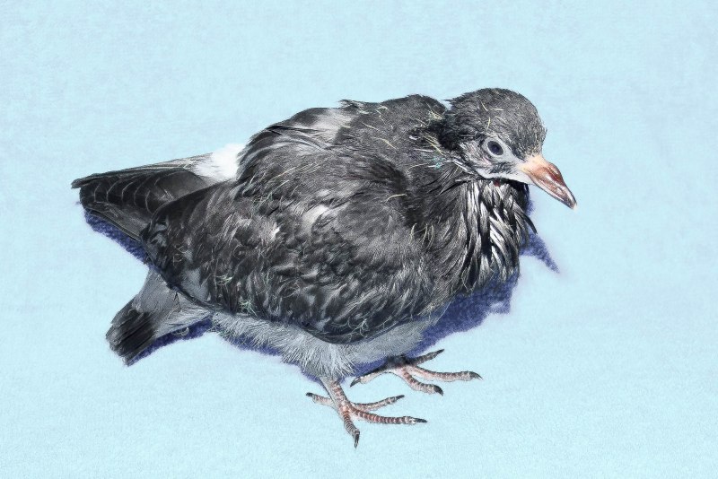 All City Pigeon