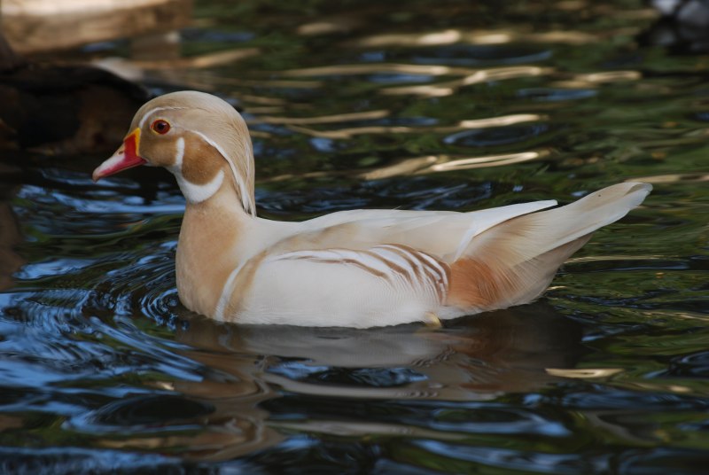 Jumping Duck photo