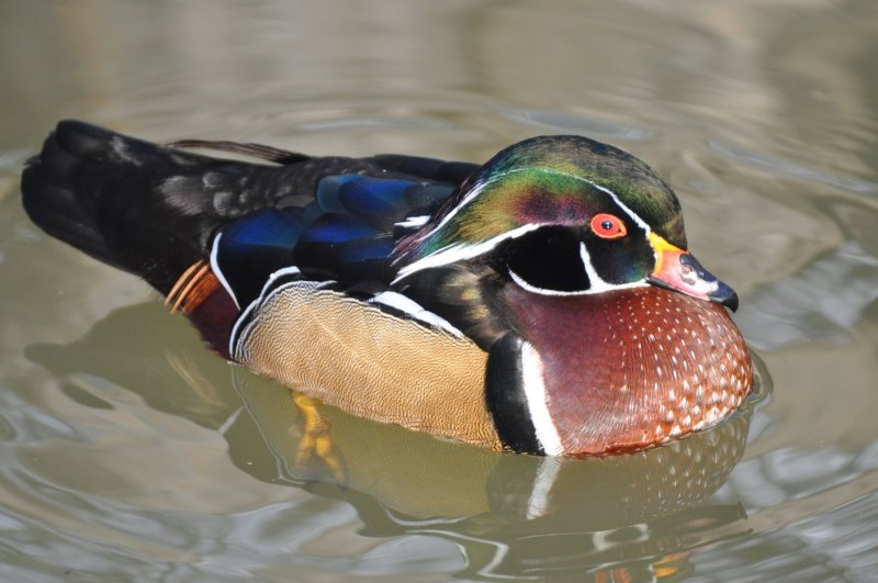 Утка-Мандаринка (Aix galericulata) Приморье