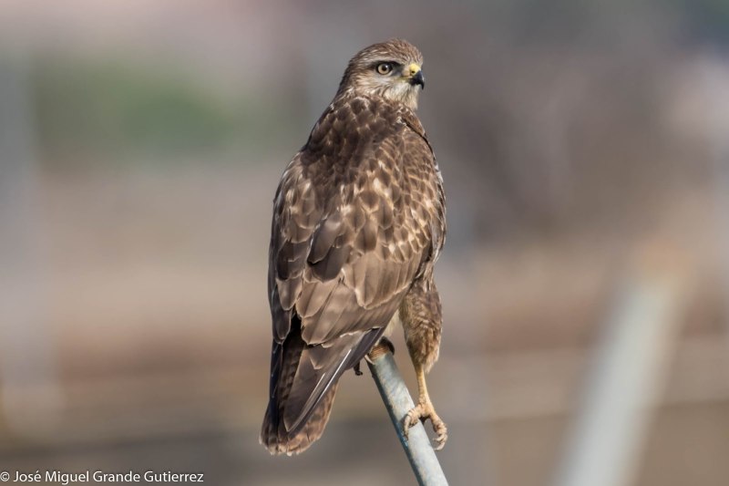 Обыкновенный канюк Buteo Buteo